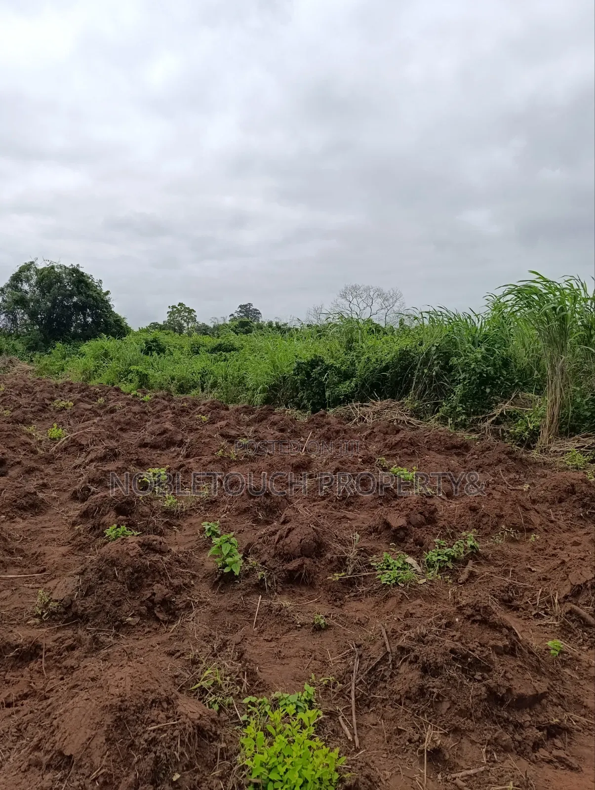Industrial Farmland at Awowo Ogun State in Ifo