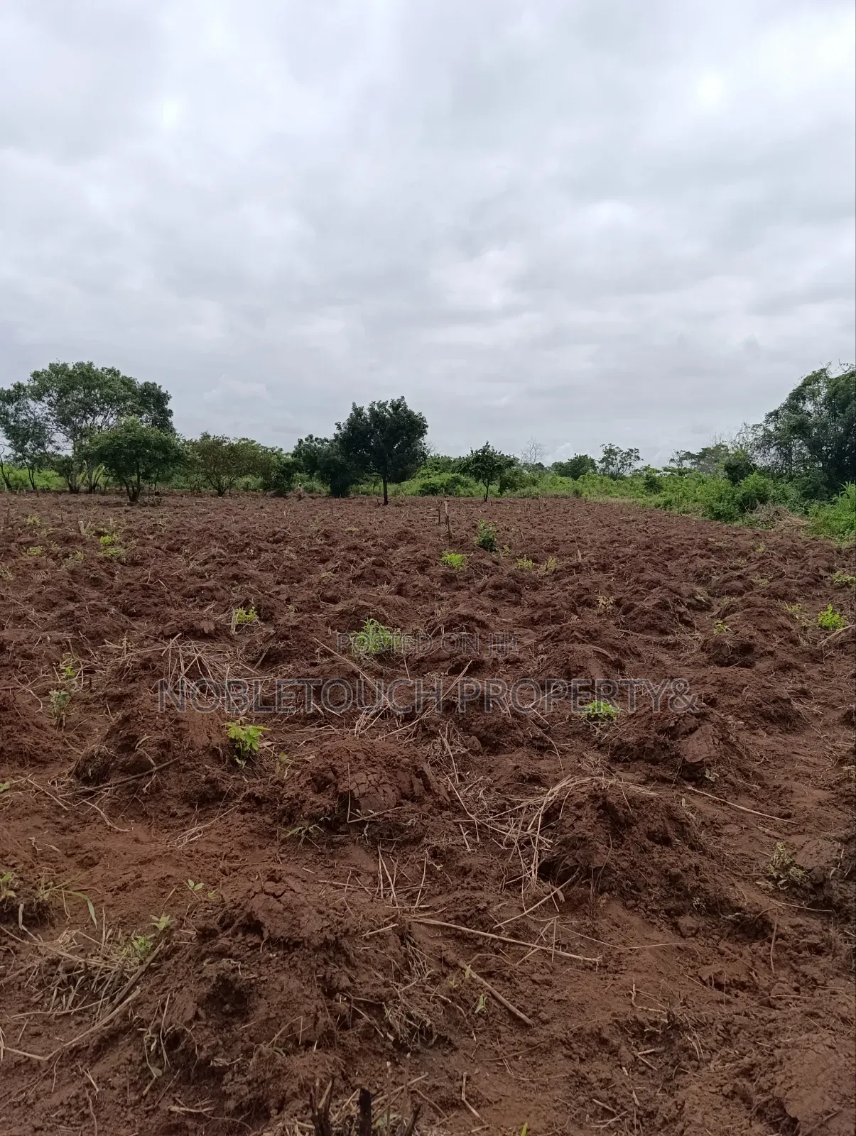 Industrial Farmland at Awowo Ogun State in Ifo