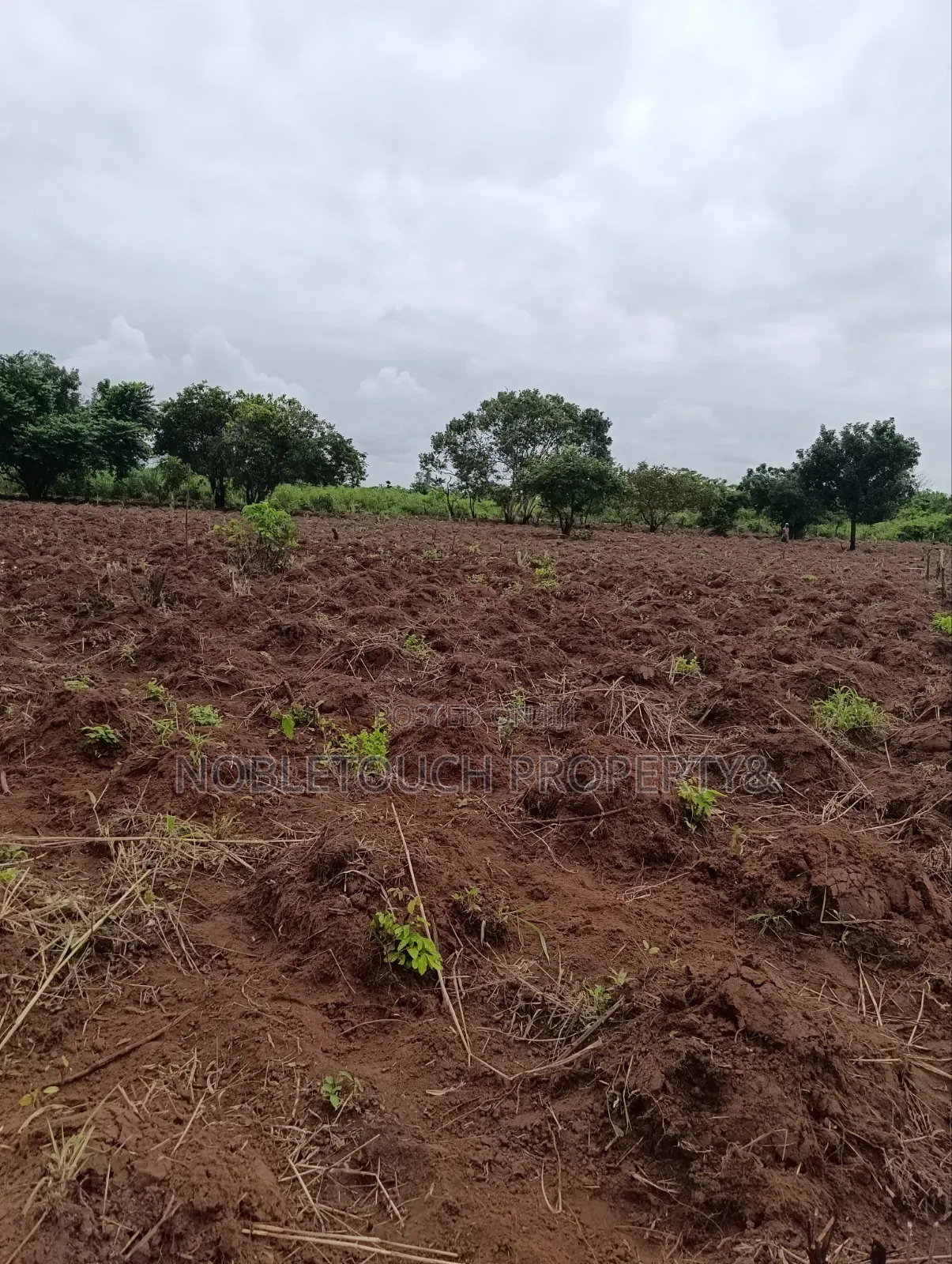 Industrial Farmland at Awowo Ogun State in Ifo