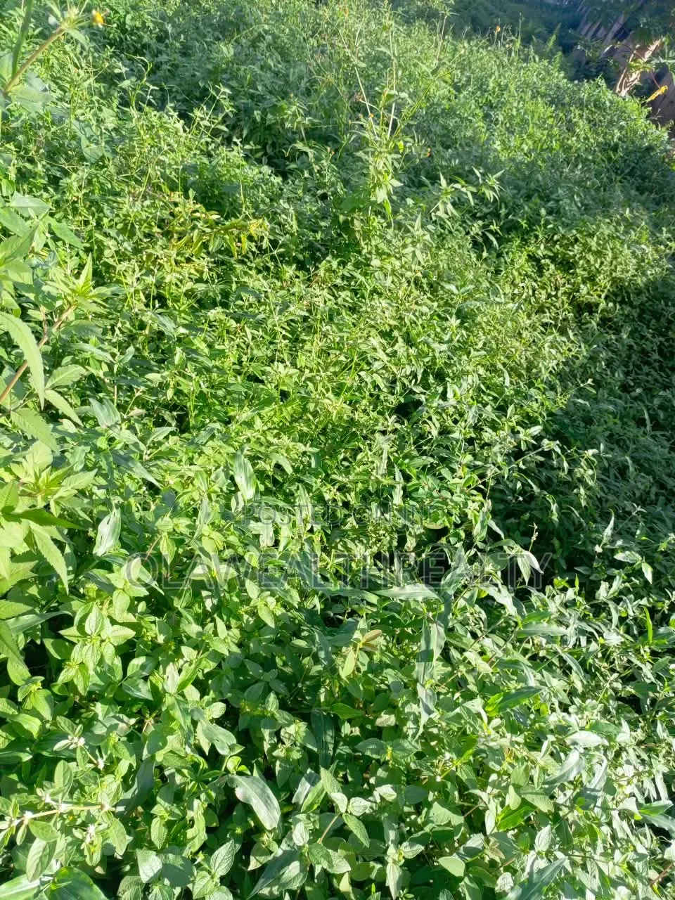 1,159sqm Residential Land at Oluyole in Oluyole Estate