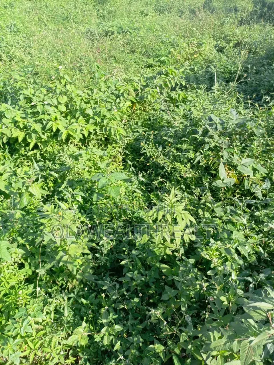 1,159sqm Residential Land at Oluyole in Oluyole Estate
