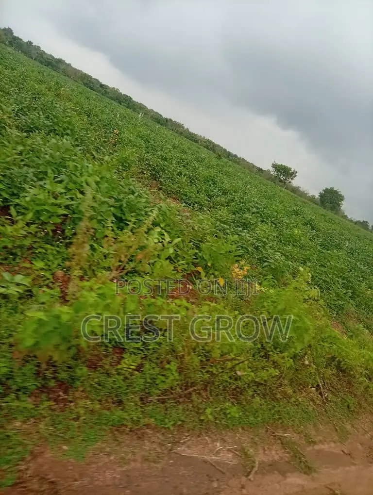 Virgin Land in Iseyin