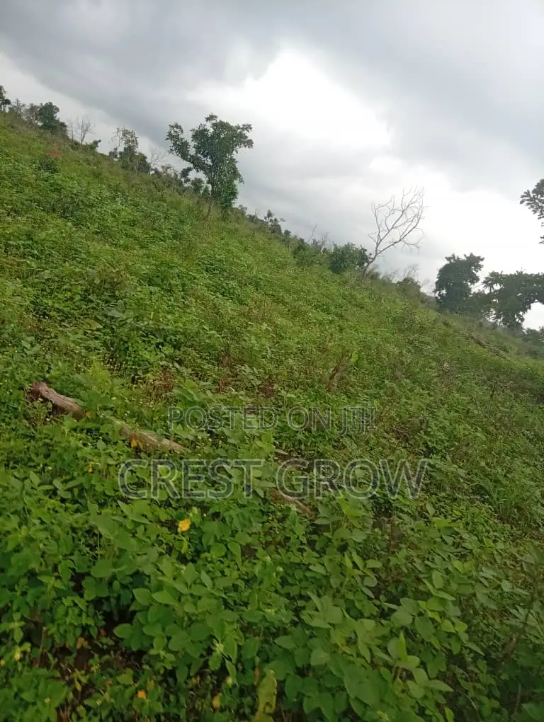 Virgin Land in Iseyin