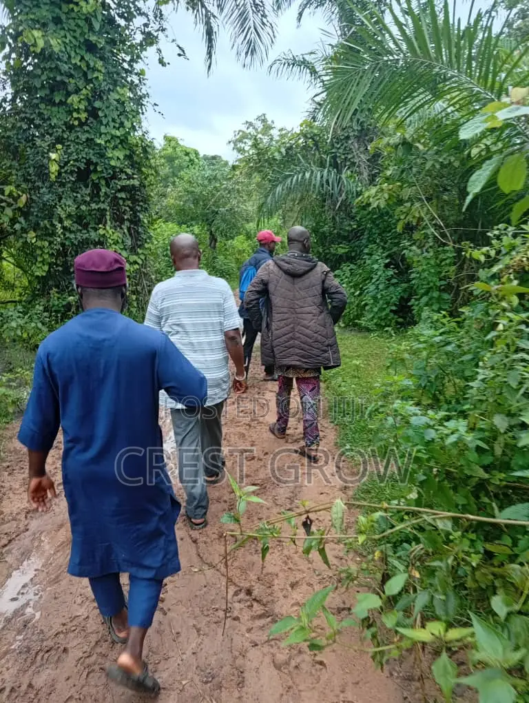 Virgin Land in Iseyin