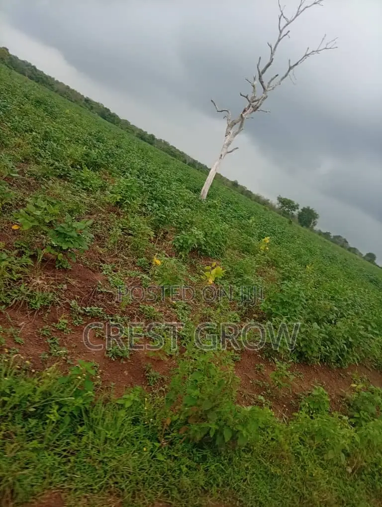 Virgin Land in Iseyin