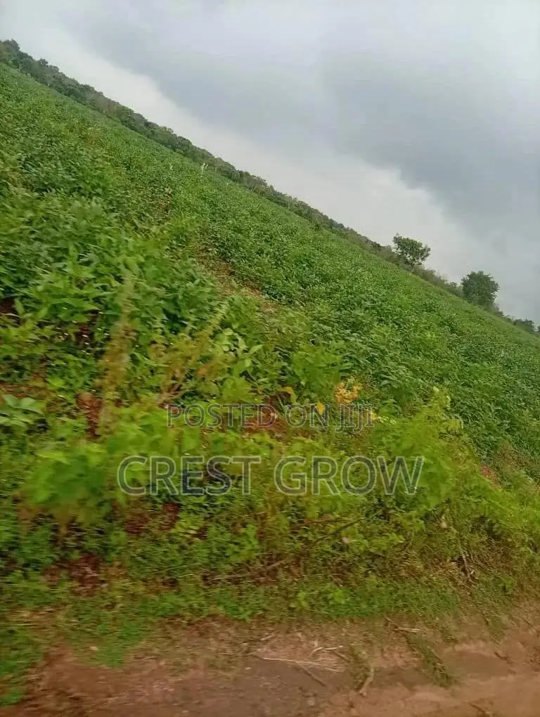 Virgin Land in Iseyin