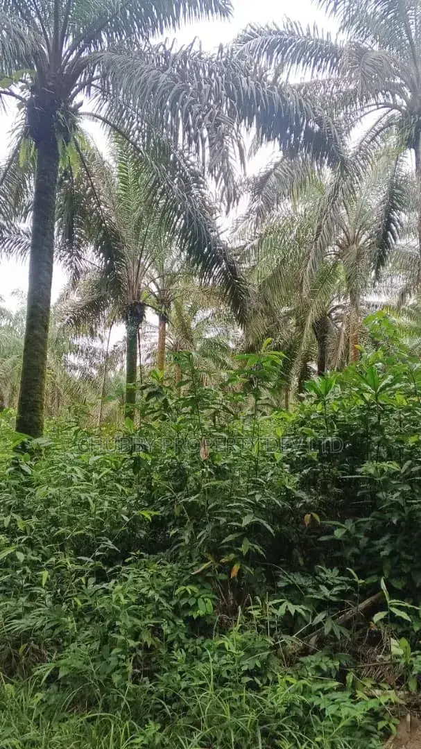 Plots of Land for Palm Plantation for Sale in Umuahia