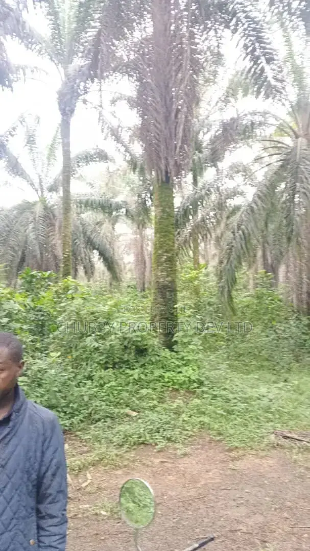 Plots of Land for Palm Plantation for Sale in Umuahia