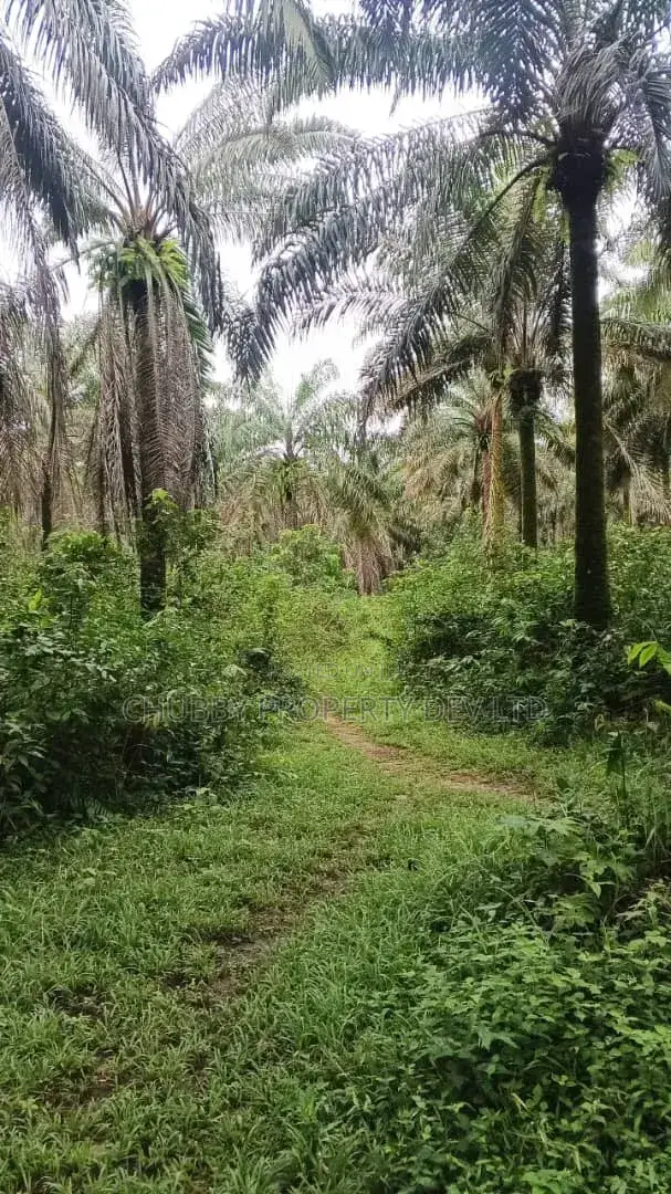 Plots of Land for Palm Plantation for Sale in Umuahia
