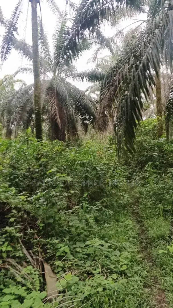 Plots of Land for Palm Plantation for Sale in Umuahia