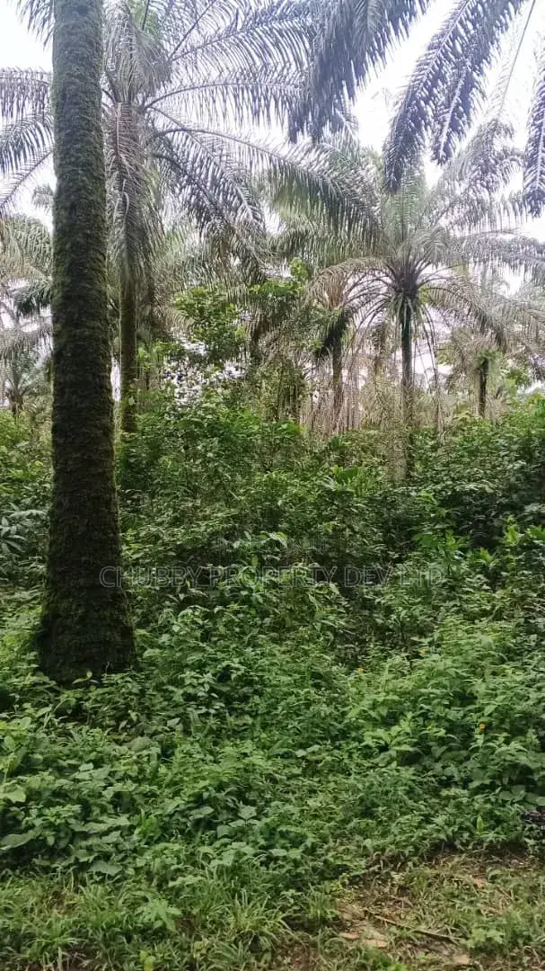 Plots of Land for Palm Plantation for Sale in Umuahia
