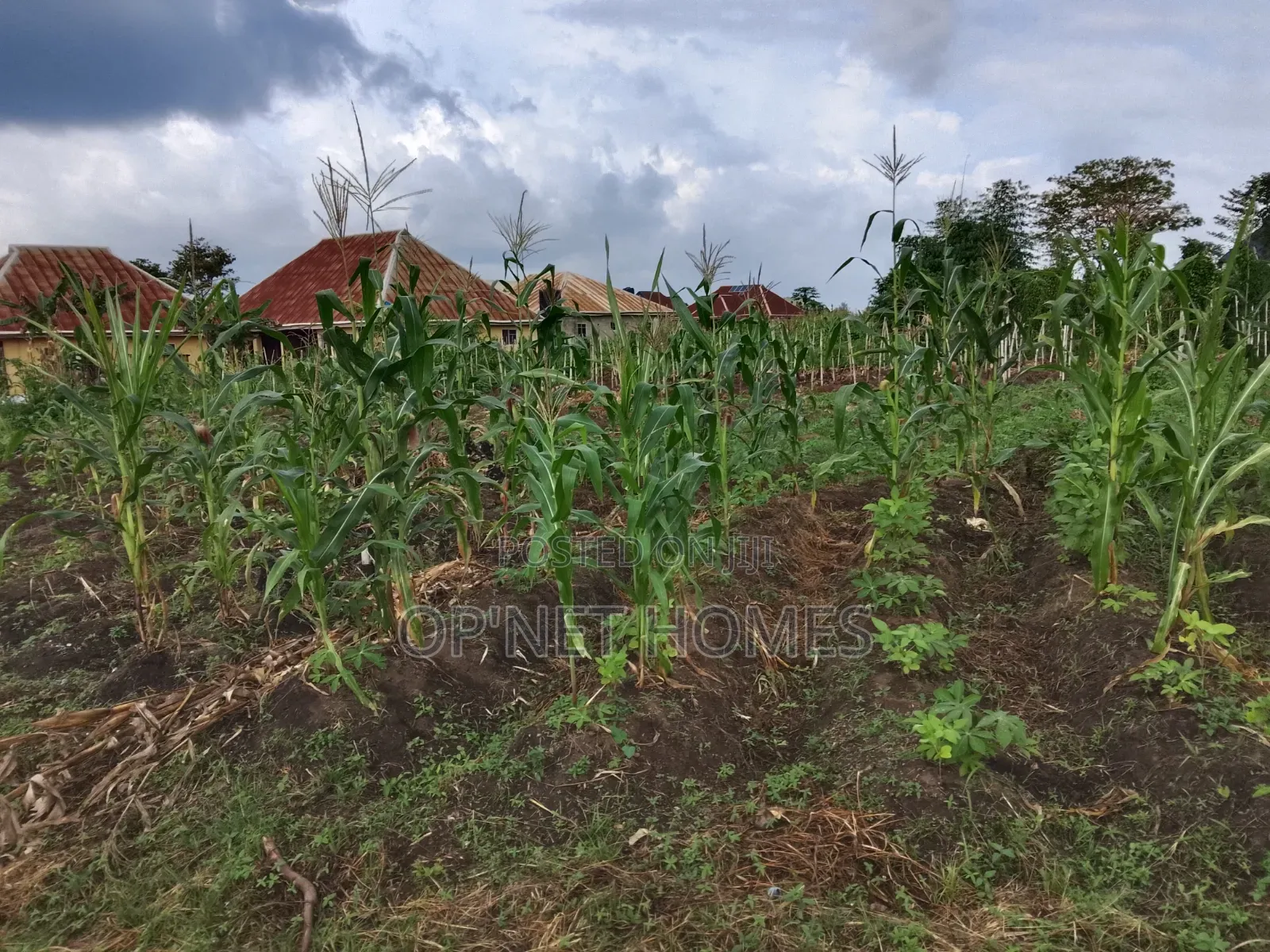 2 Plots of Land Is Available in Akure