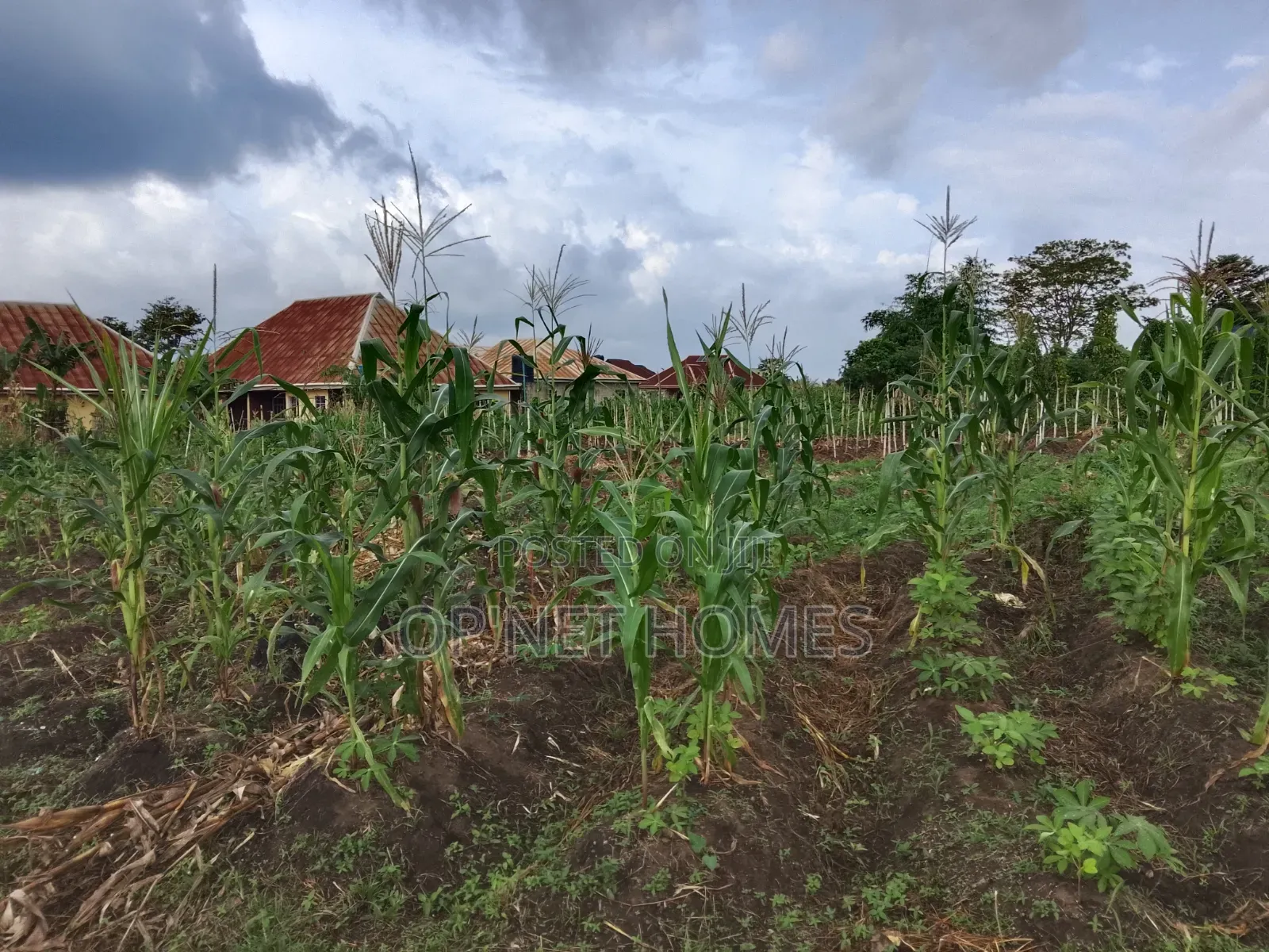 2 Plots of Land Is Available in Akure