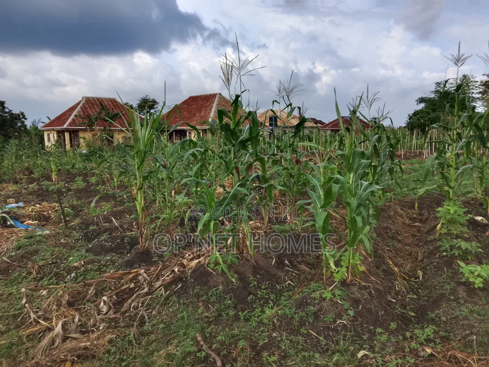 2 Plots of Land Is Available in Akure
