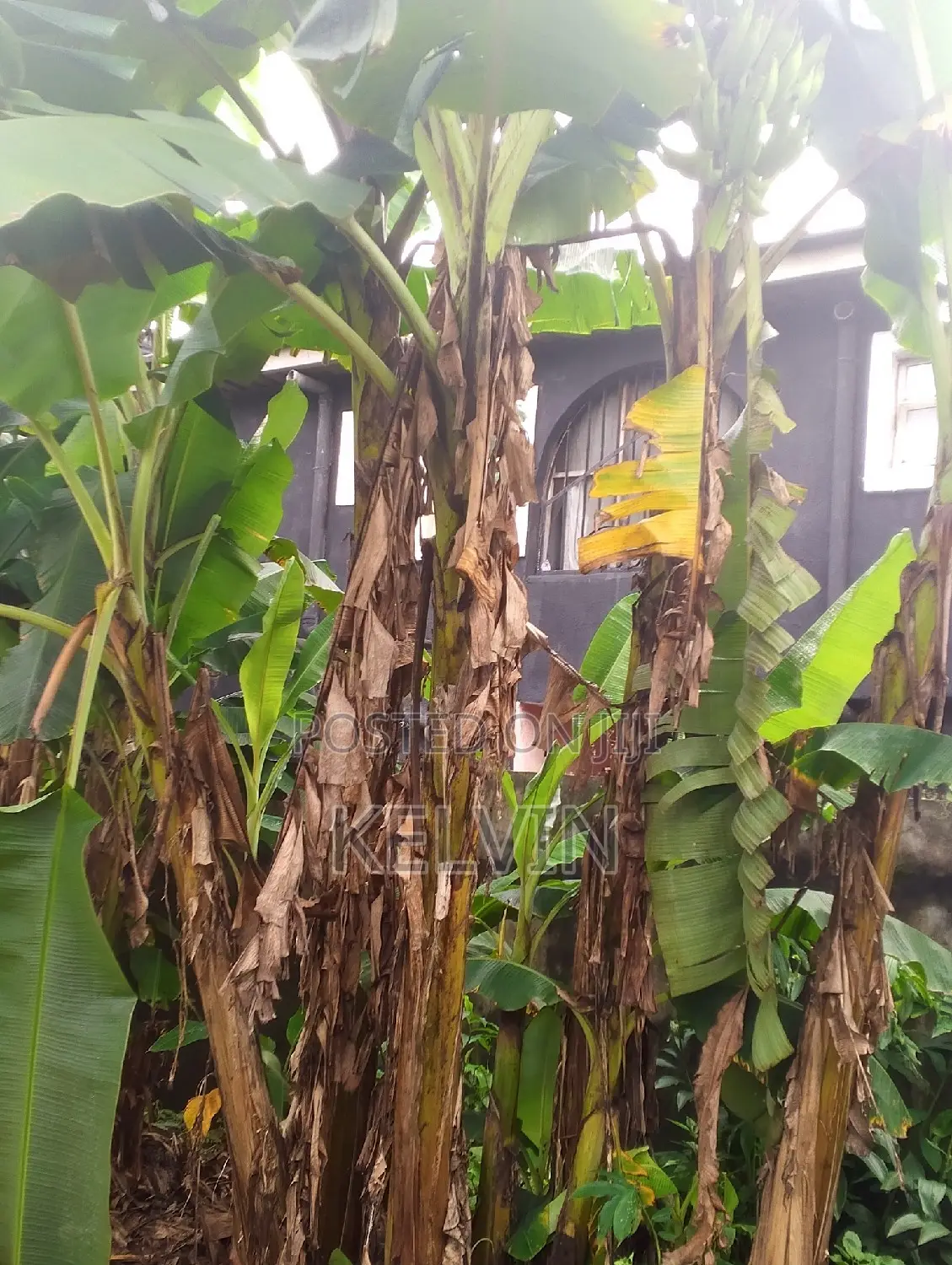 Furnished 4bdrm Bungalow in Osisioma Ngwa for sale in Osisioma Ngwa