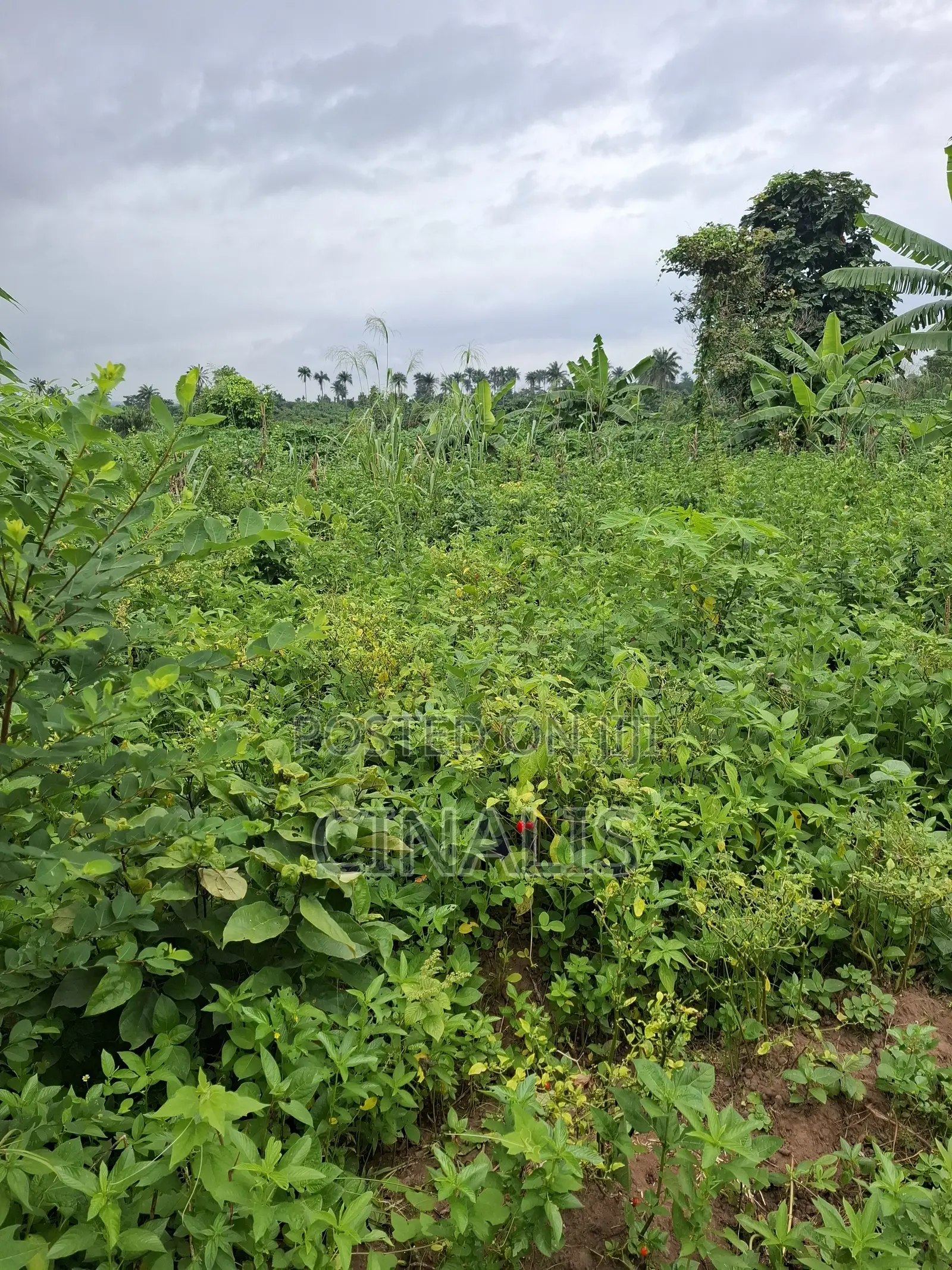 14 Acres Farmland for Agricultural Use in Ido