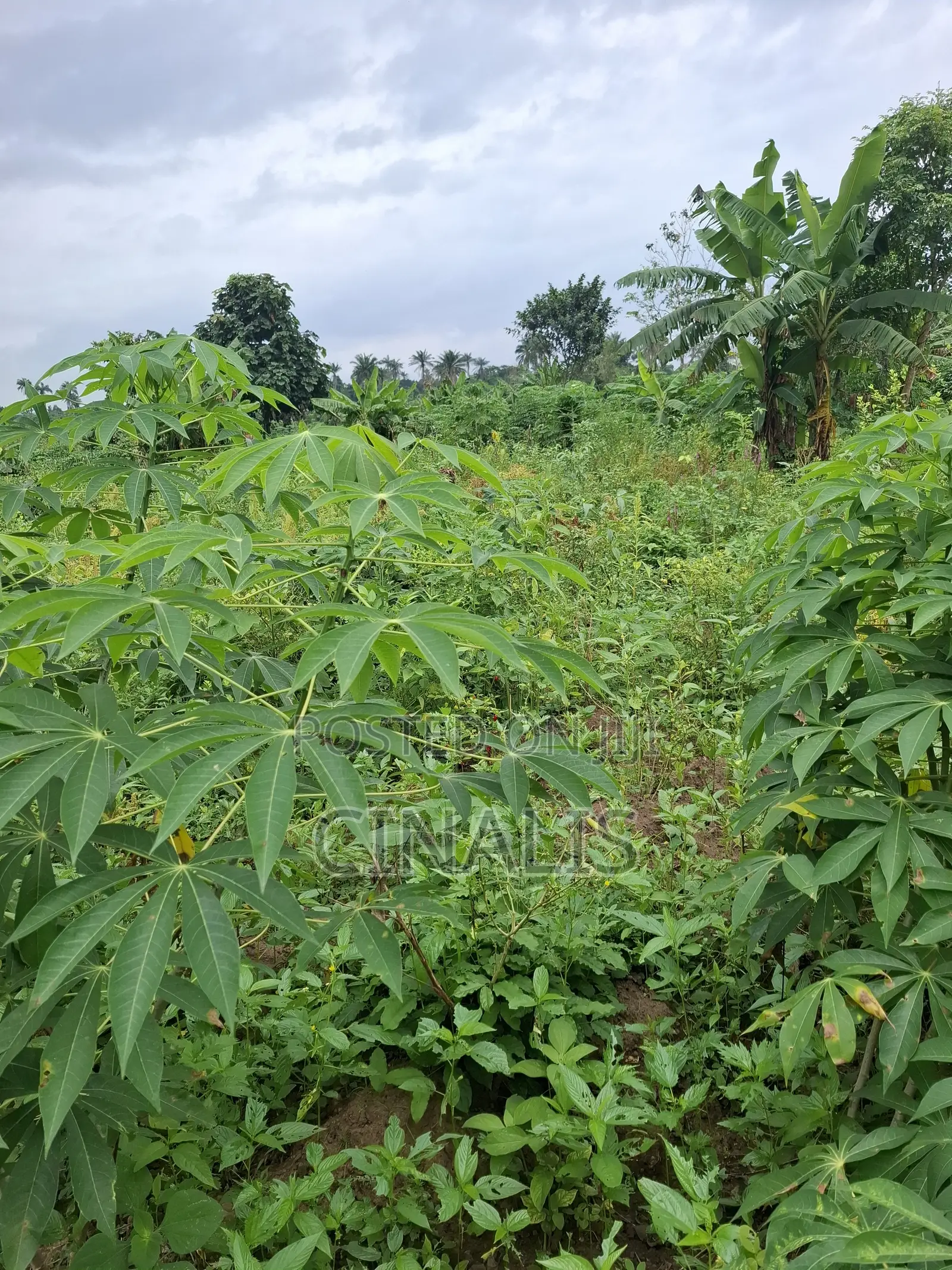 14 Acres Farmland for Agricultural Use in Ido