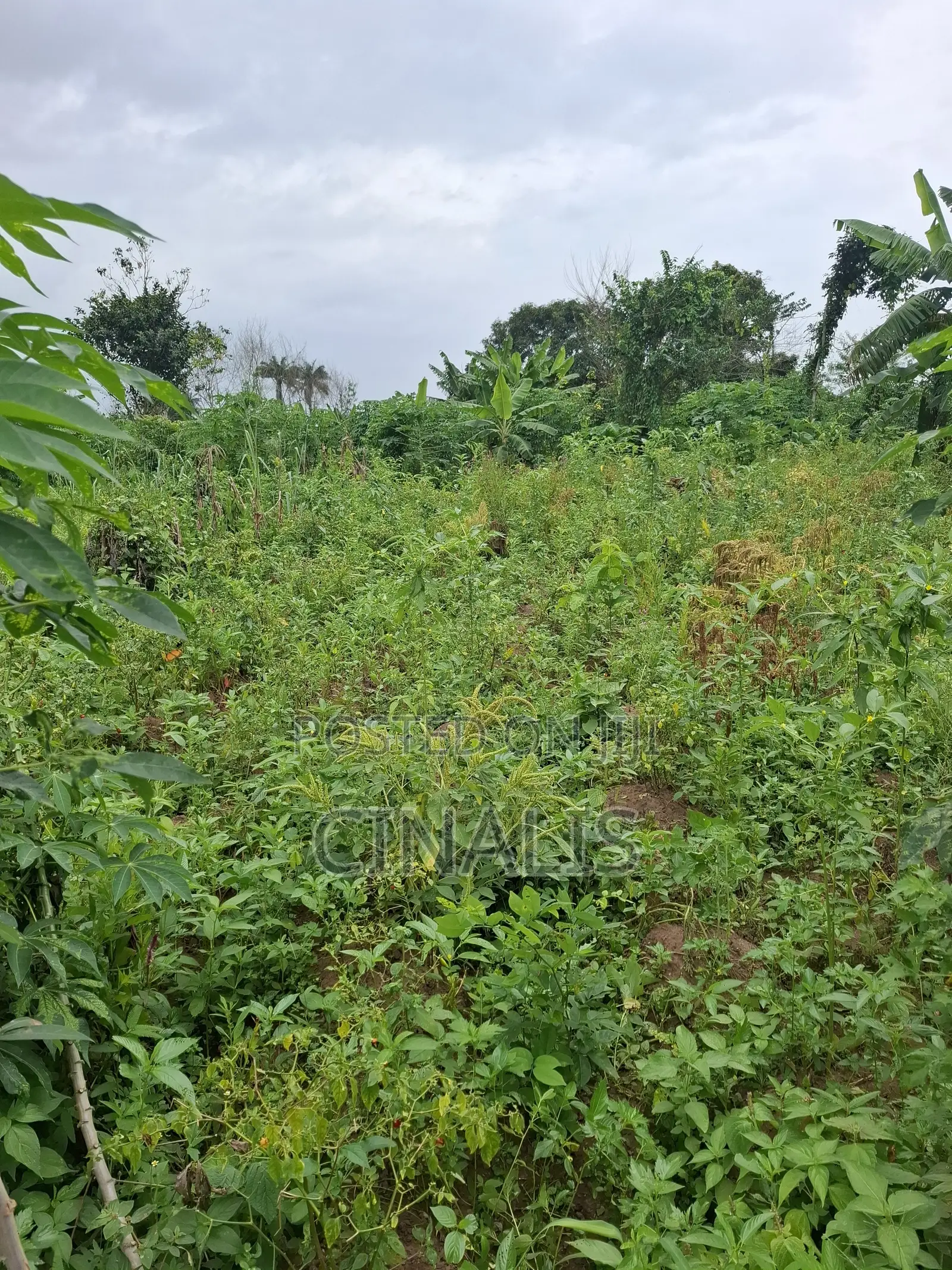 14 Acres Farmland for Agricultural Use in Ido