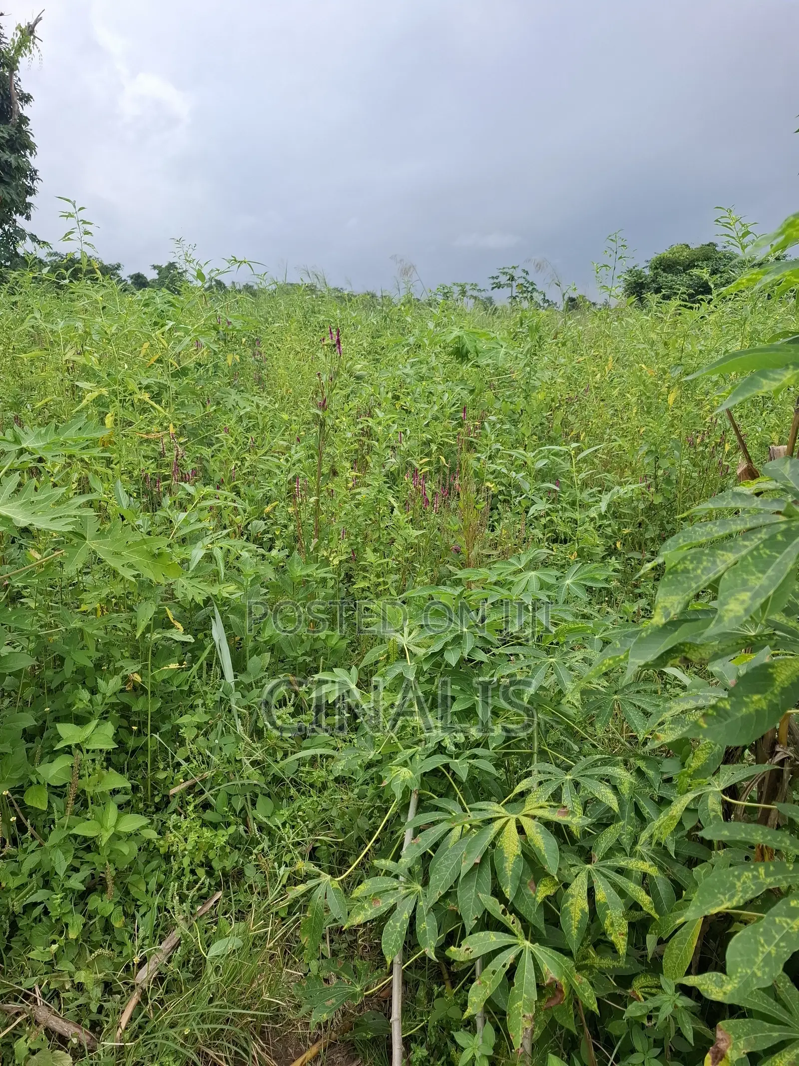 Farmland for Crop Livestock Farming in Ido