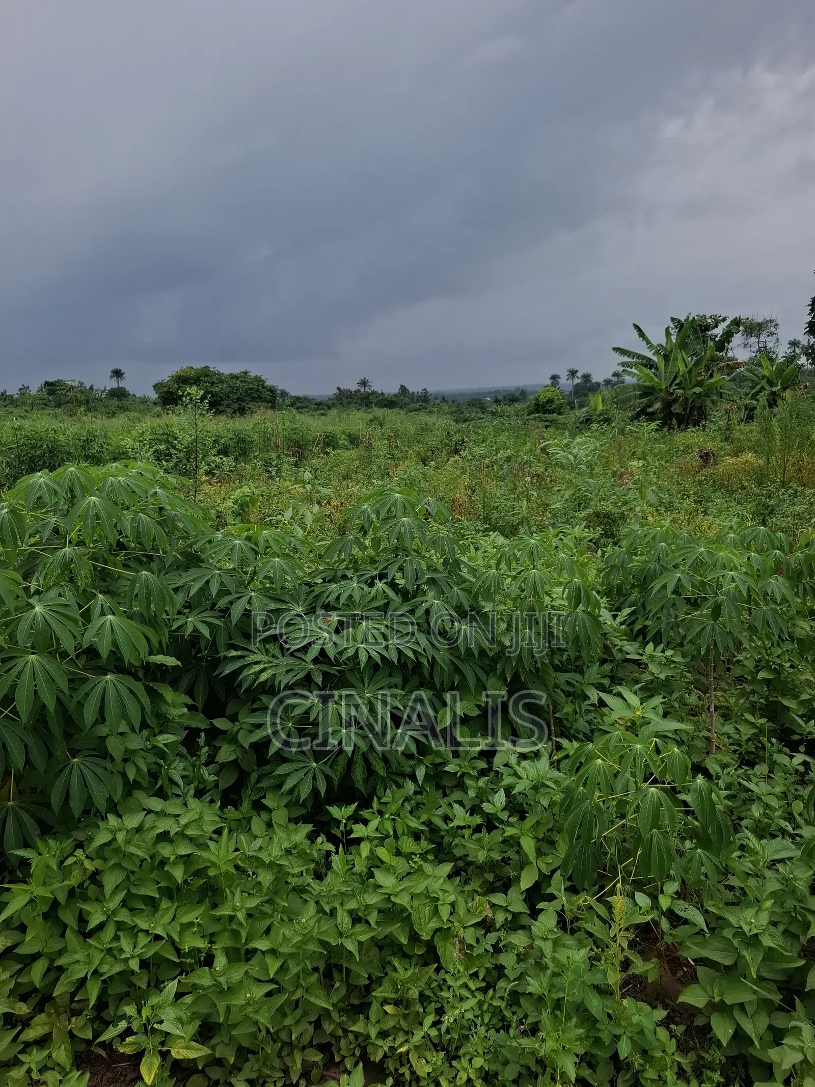 Farmland for Crop Livestock Farming in Ido