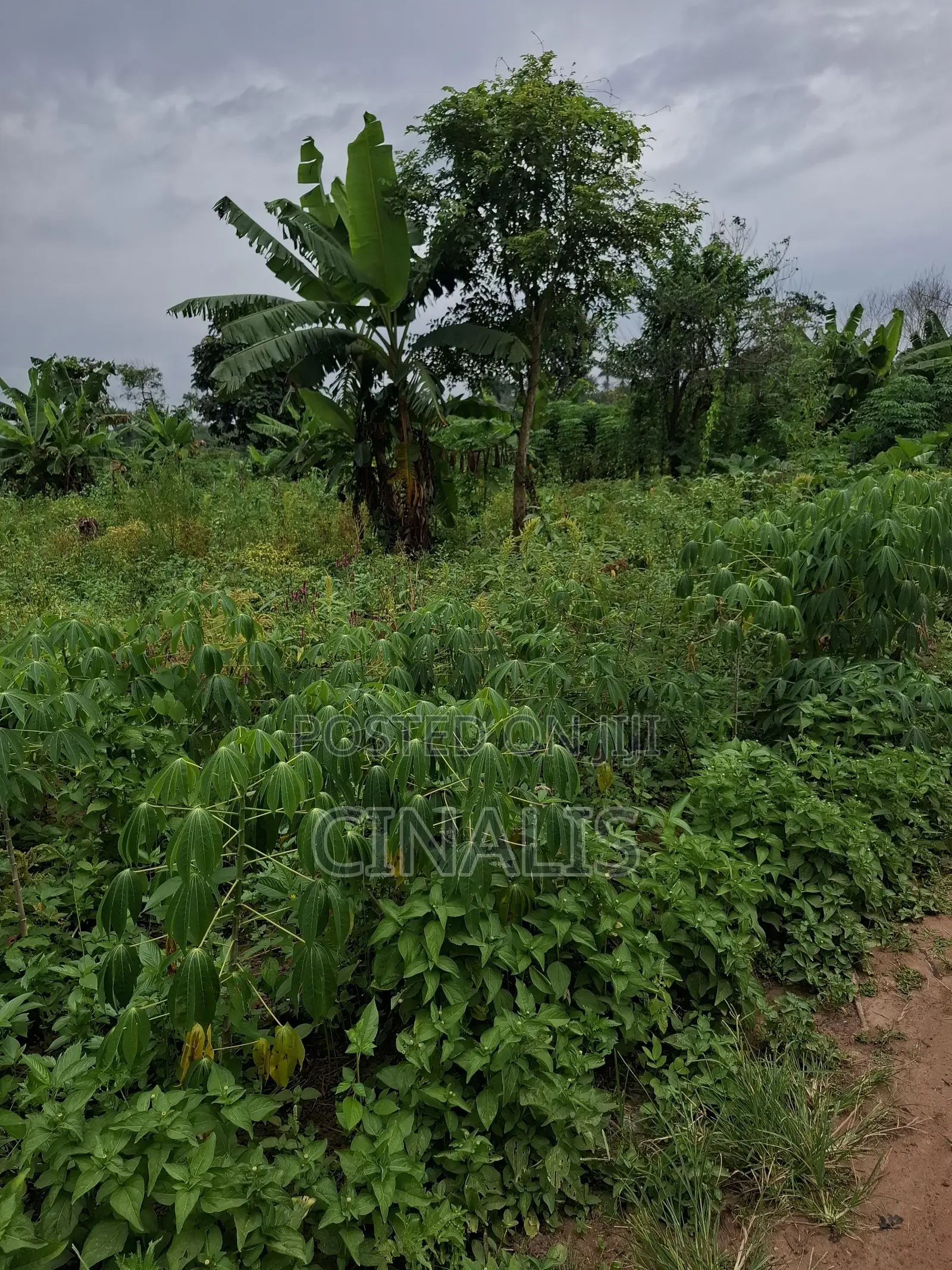 Farmland for Crop Livestock Farming in Ido