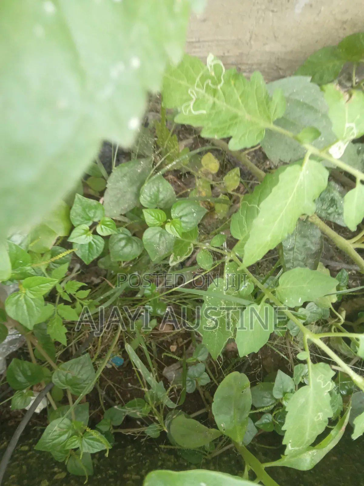 138 Hectares of Land at Karsana South Abuja for Sale in Karsana