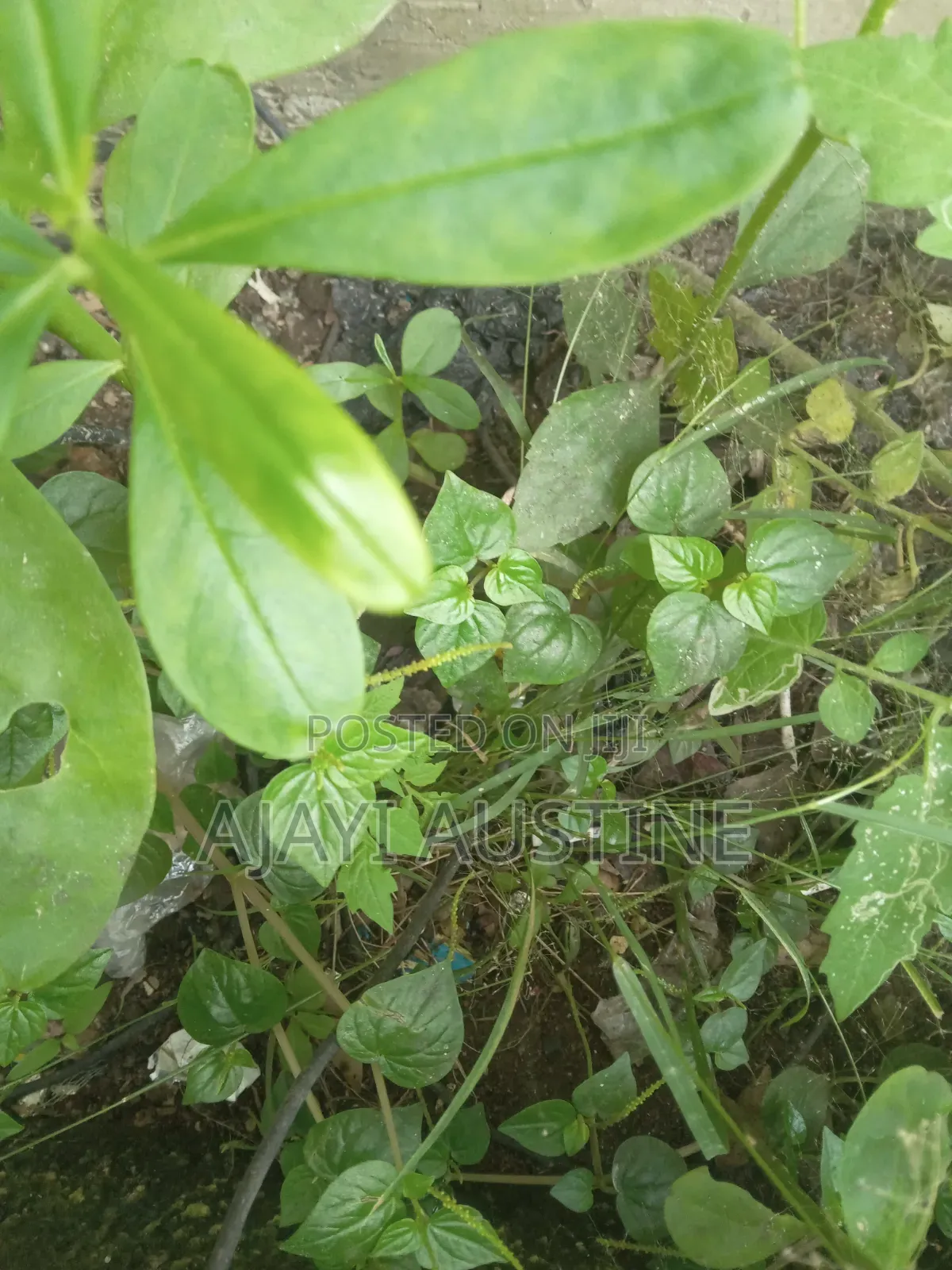 138 Hectares of Land at Karsana South Abuja for Sale in Karsana