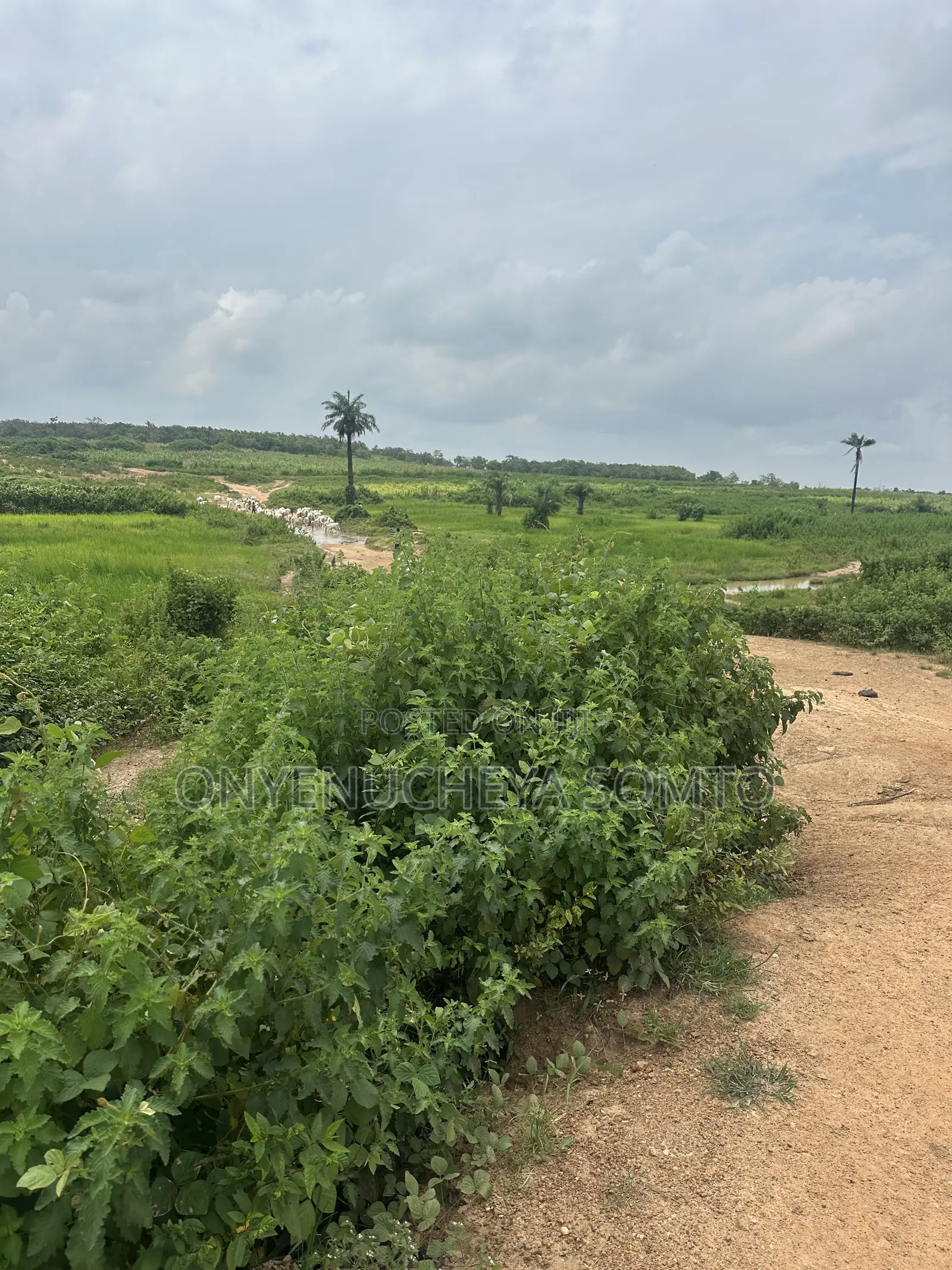 500SQM Estate Land 5 Bedroom Fully Detached Duplex in Karsana
