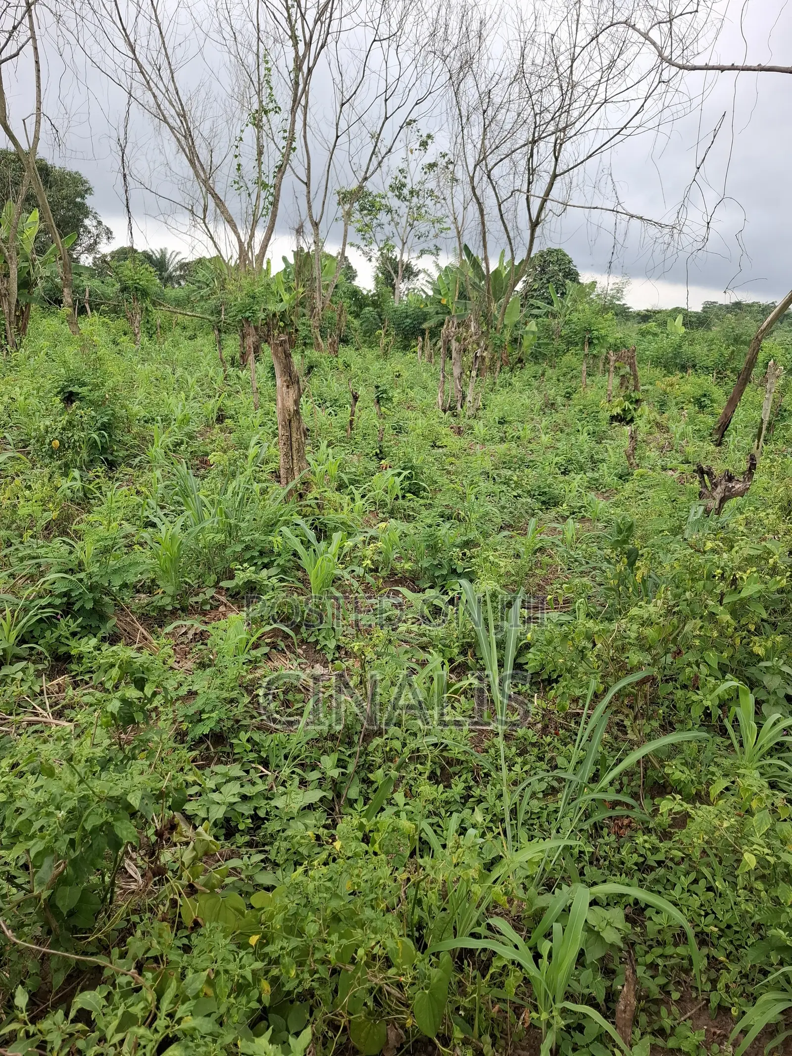 Mixed-Use Land With C of O in Ido