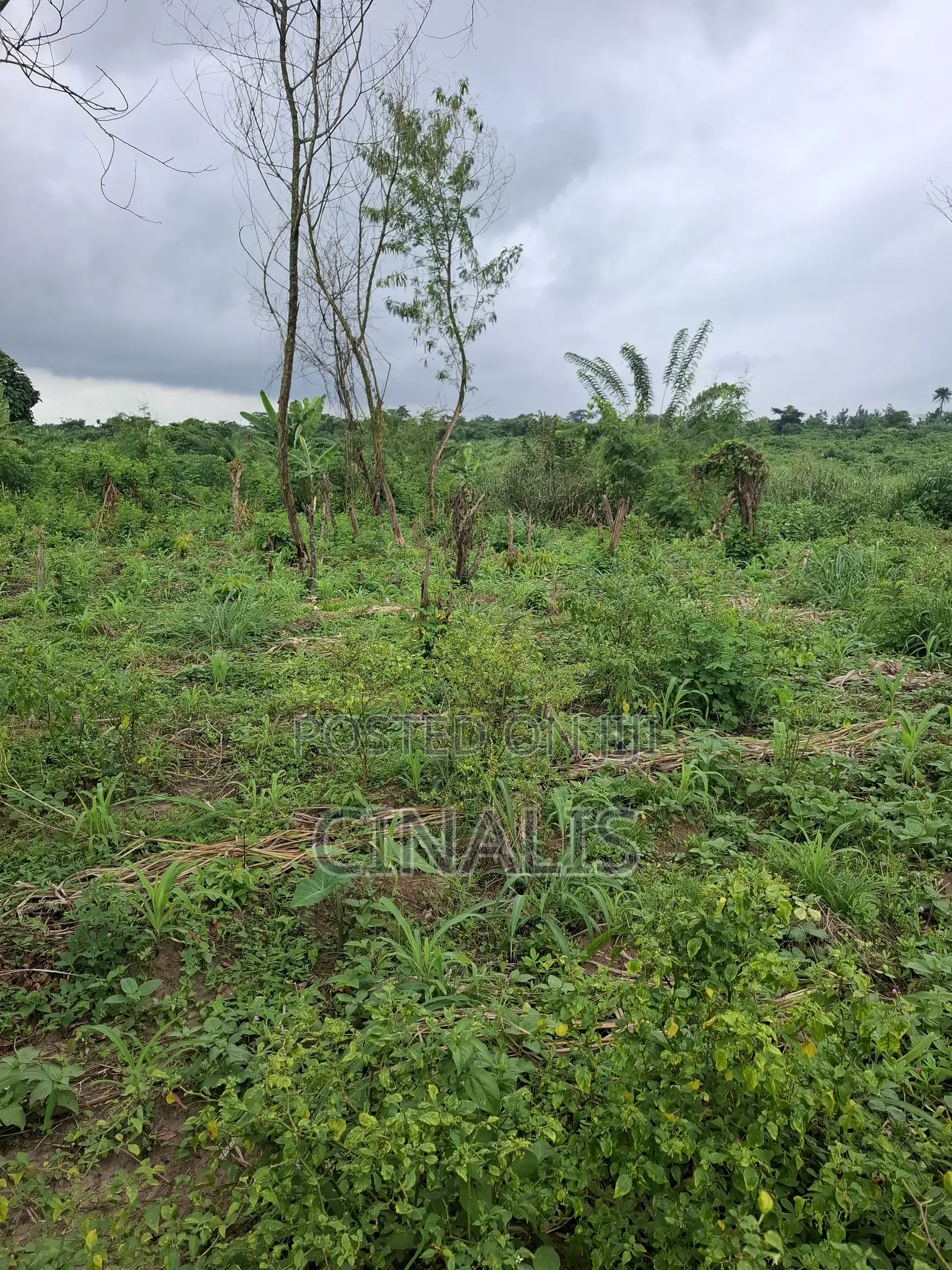 Mixed-Use Land With C of O in Ido