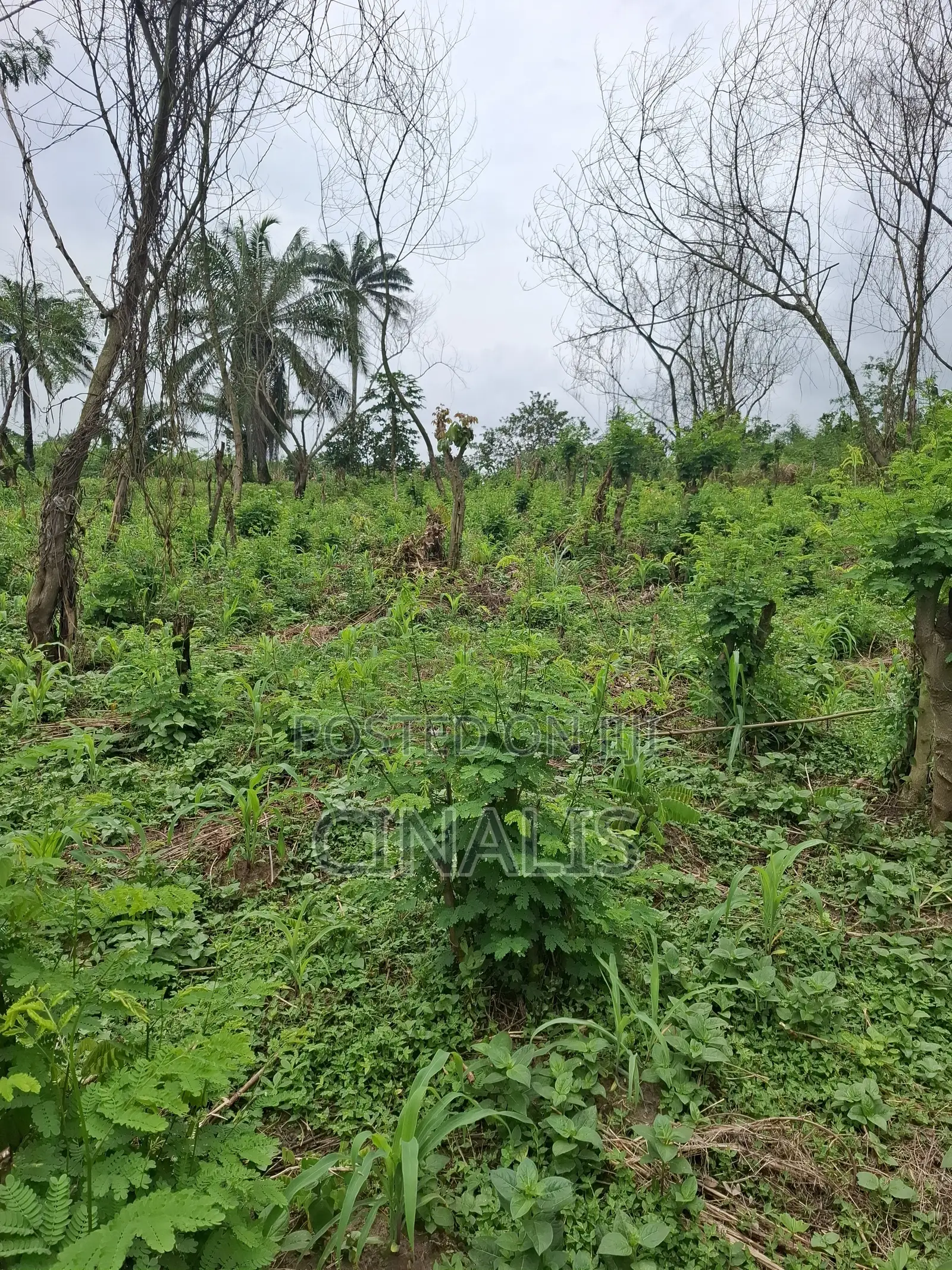 Affordable Plot of Land With C of O in Ido