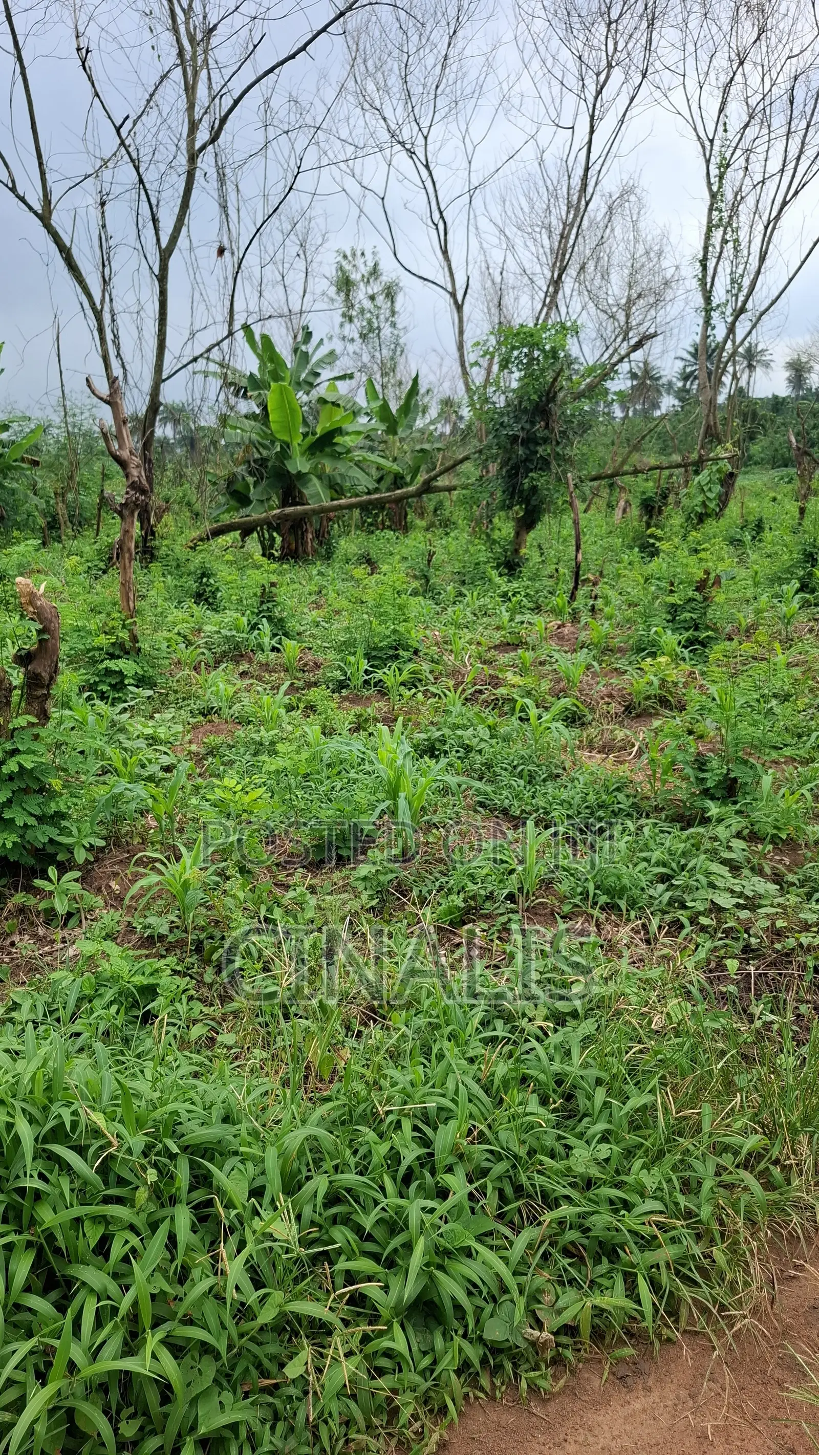 Affordable Plot of Land With C of O in Ido
