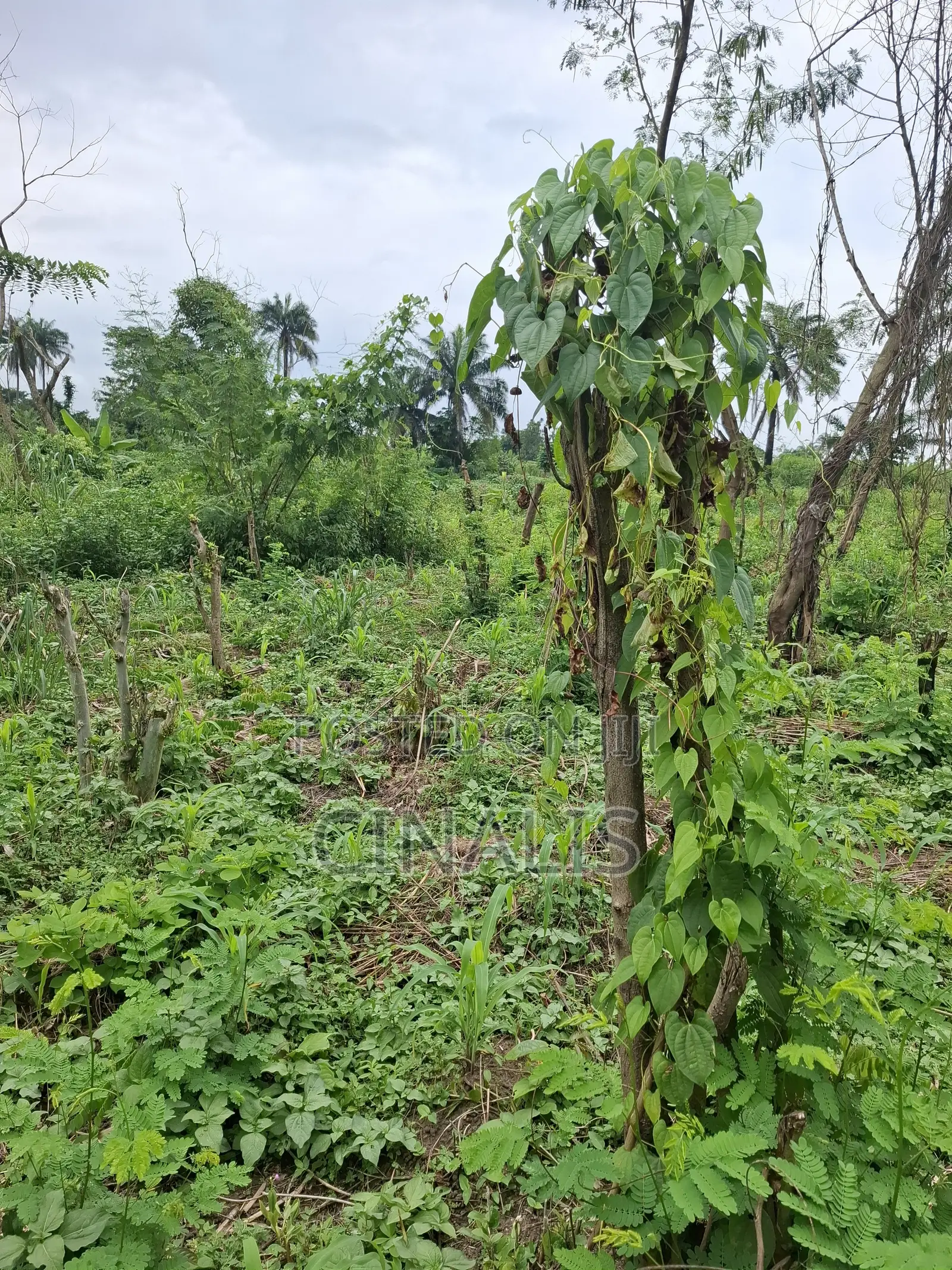 Affordable Plot of Land With C of O in Ido