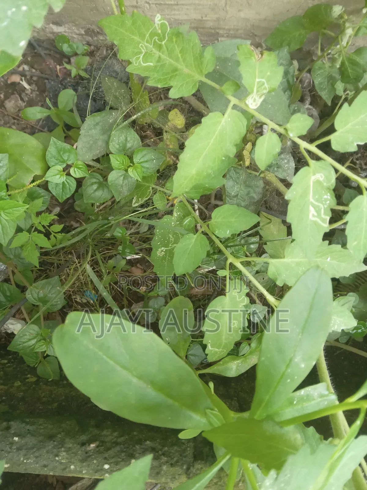 400 Square Meters Land at Magodo Phase 2 for Sale in GRA Phase 2 Shangisha