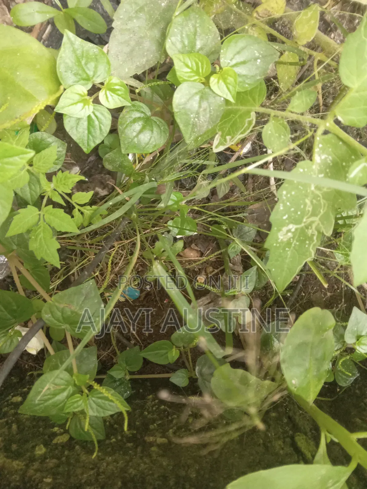 400 Square Meters Land at Parkview Estate Ikoyi for Sale in Parkview Estate