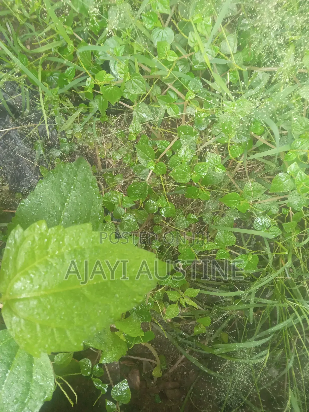 900 Square Meters Land Kaura for Sale in Kaura