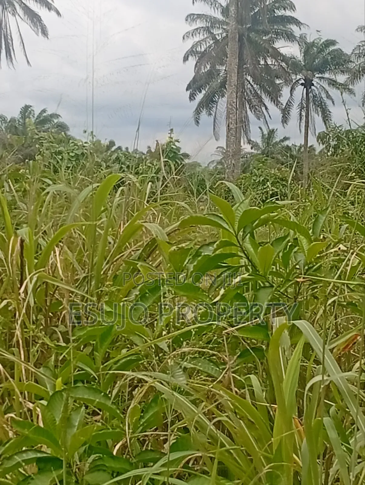 Multipurpose Land in Uyo