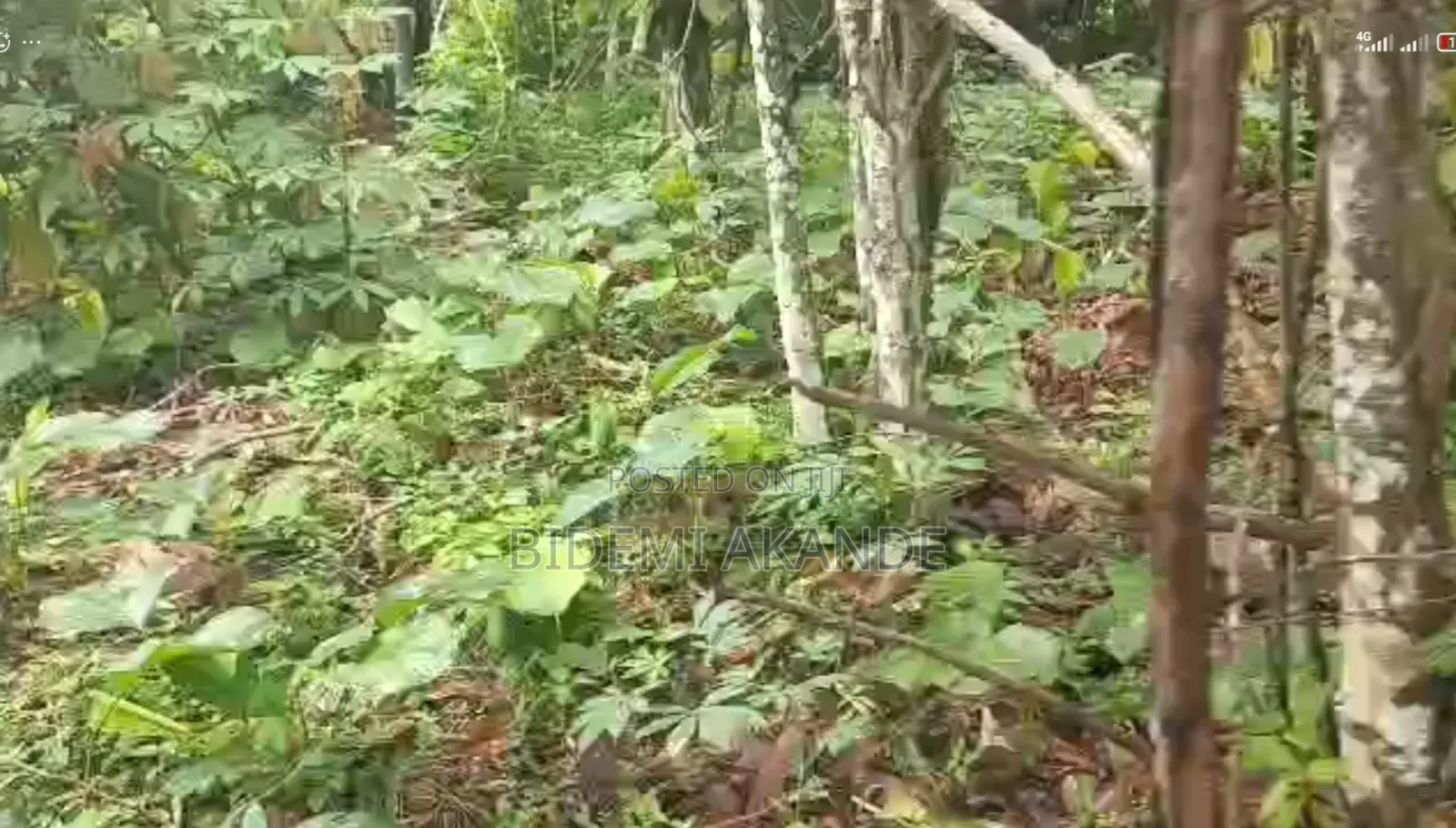 100 Acres of Cocoa Farmland for Sale — Ibokun, Osun State in Obokun