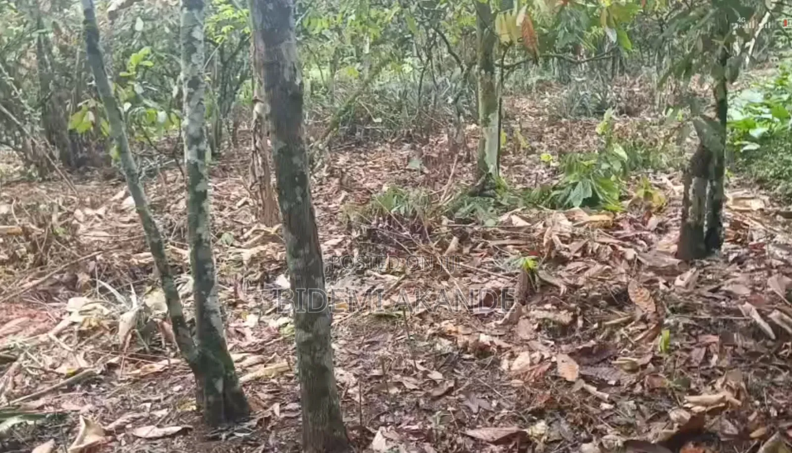 100 Acres of Cocoa Farmland for Sale — Ibokun, Osun State in Obokun