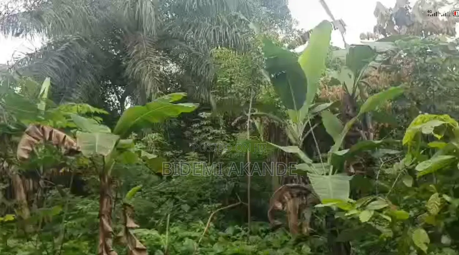 100 Acres of Cocoa Farmland for Sale — Ibokun, Osun State in Obokun