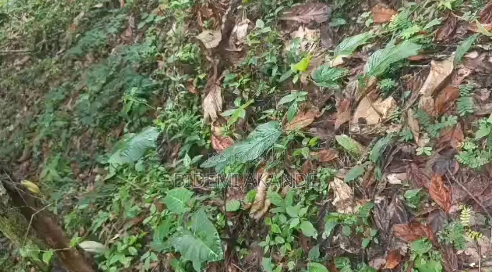 100 Acres of Cocoa Farmland for Sale — Ibokun, Osun State in Obokun