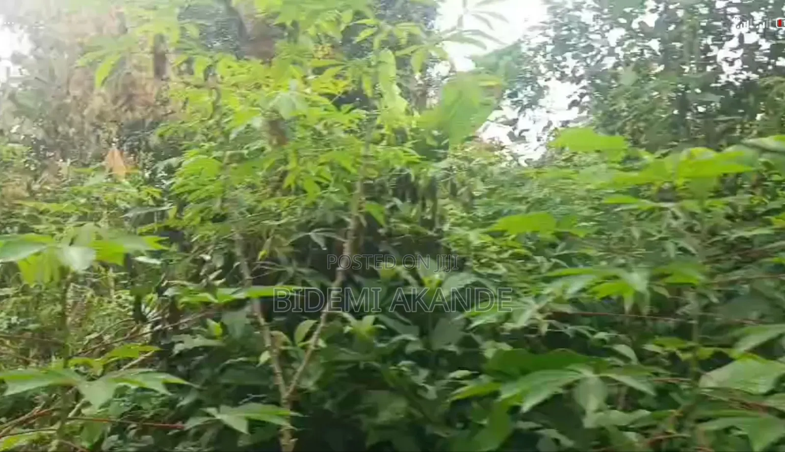 100 Acres of Cocoa Farmland for Sale — Ibokun, Osun State in Obokun