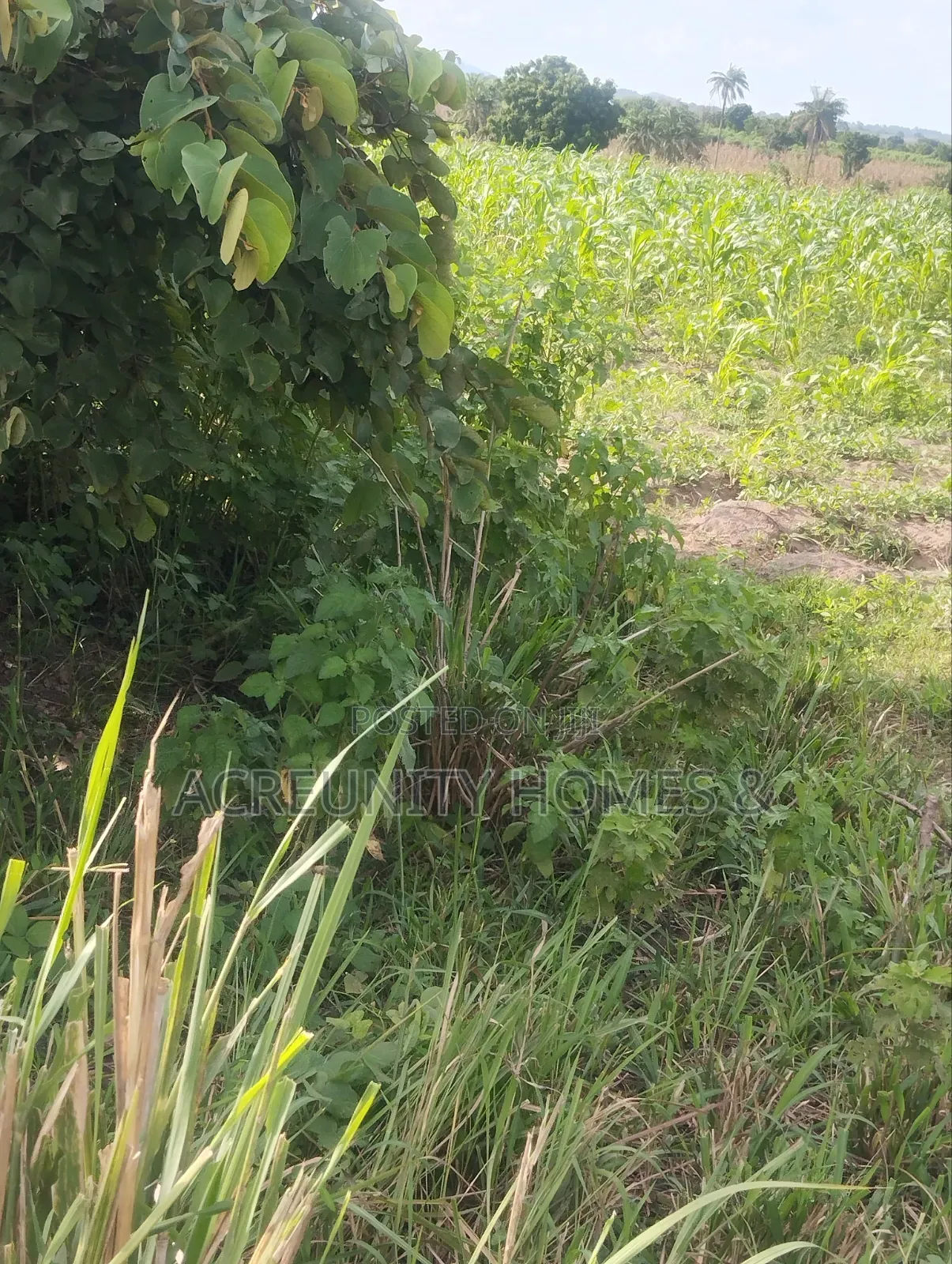 800 Acres of Farmland for Sale at Aderu Village, Obafemi, Ajebo Road in Abeokuta North
