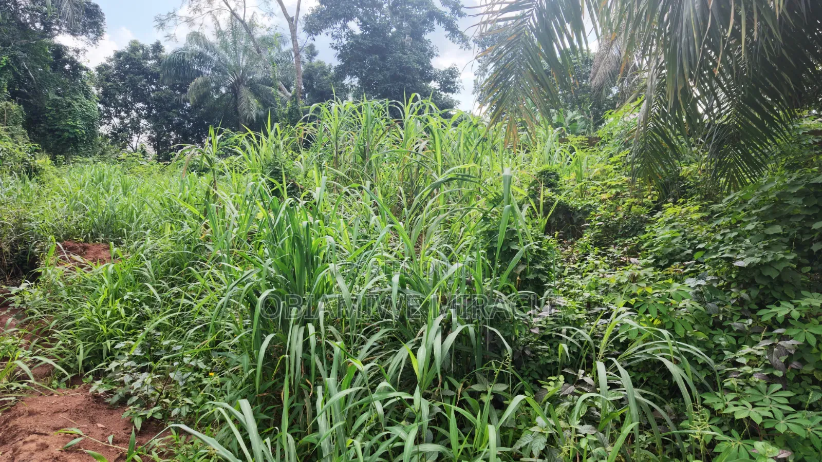 4 Plots of Land Available Umuahia in Umuahia