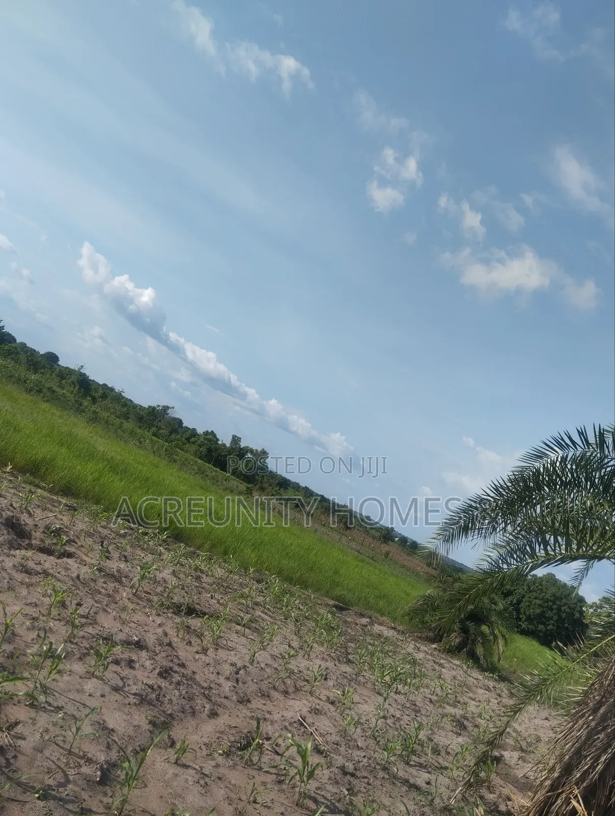 606 Acres of Farmland Available at Edu Village, Along Iseyin-Saki Road in Itesiwaju
