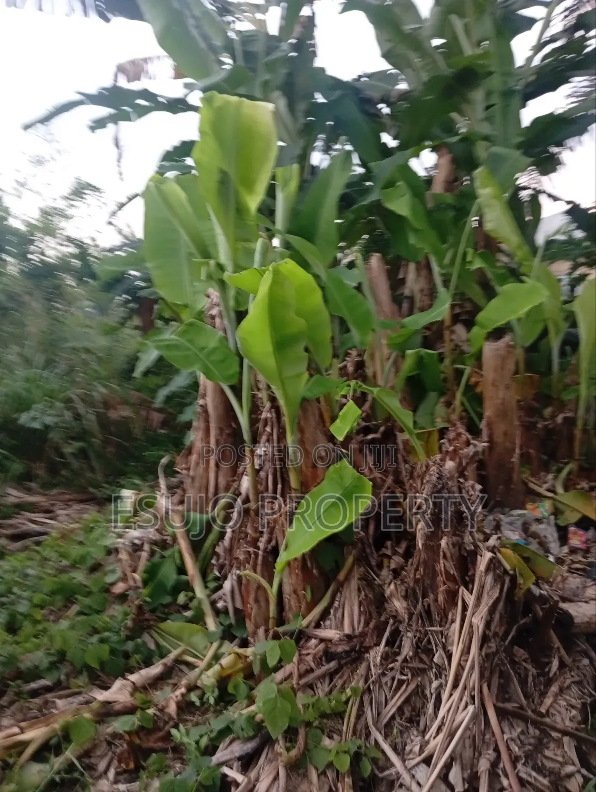 Distress Land for Sale in Uyo