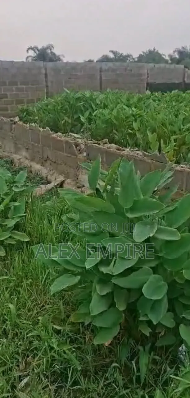 Land for Sale in 6th Avenue in Festac