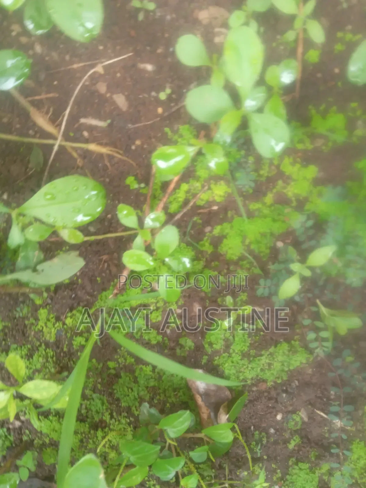100 Hectares of Land at Usuma District Abuja for Sale in Katampe Extension