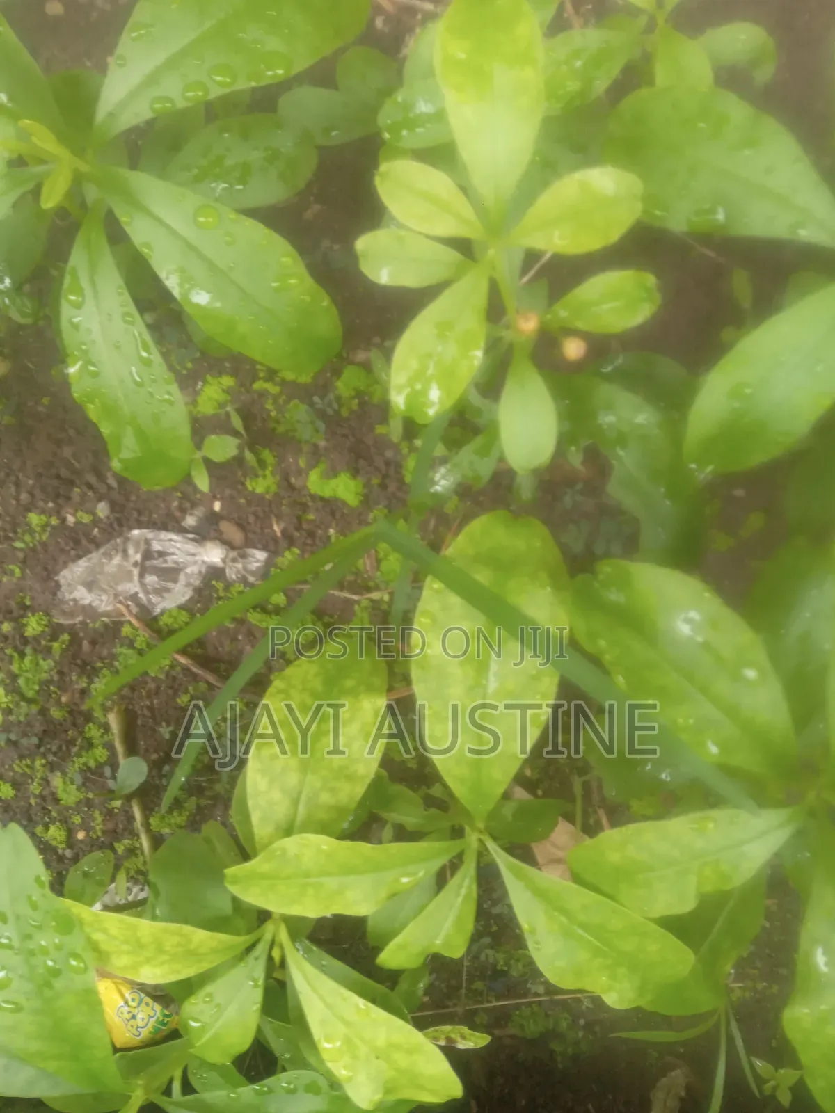 100 Hectares of Land at Usuma District Abuja for Sale in Katampe Extension