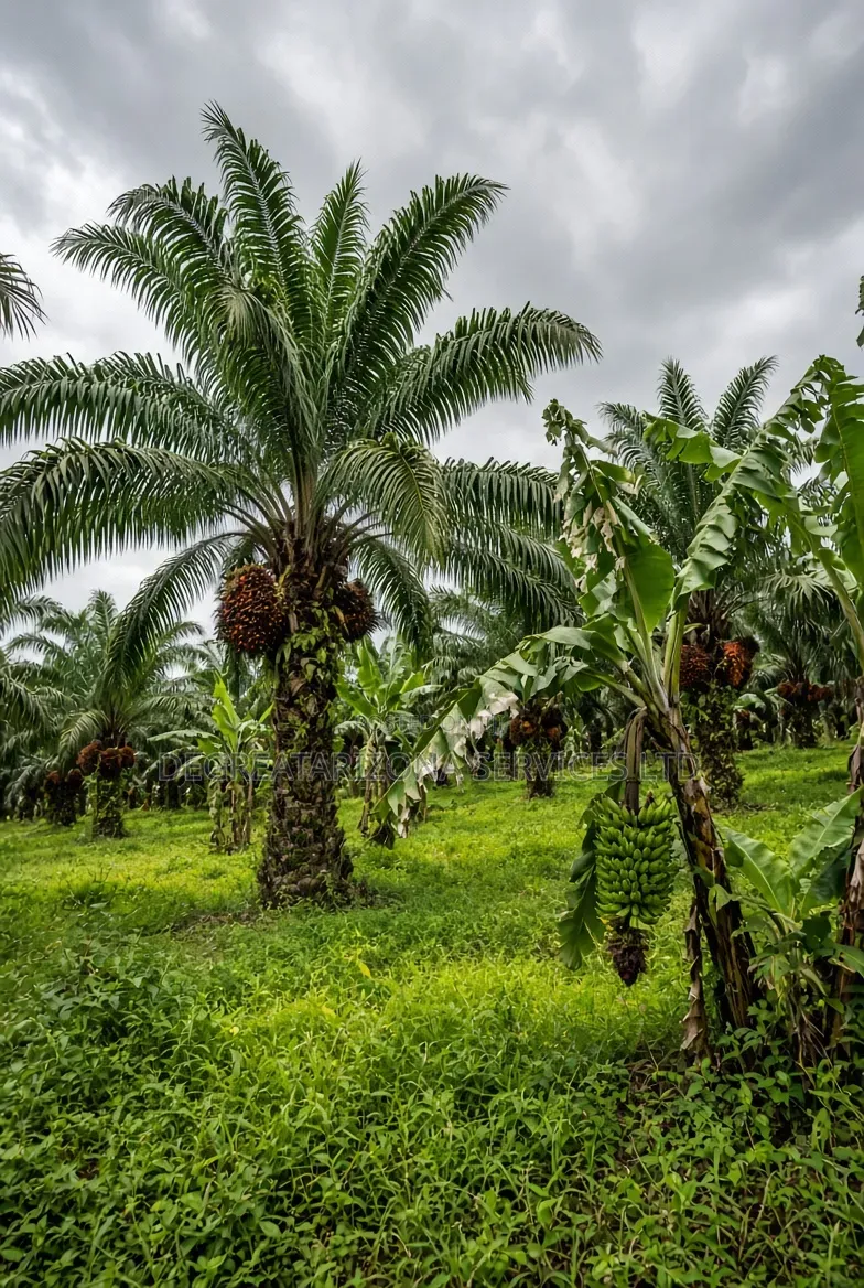 Fruiting Oil Palm and Plantain Plantation Trees in Anambra State in Awka